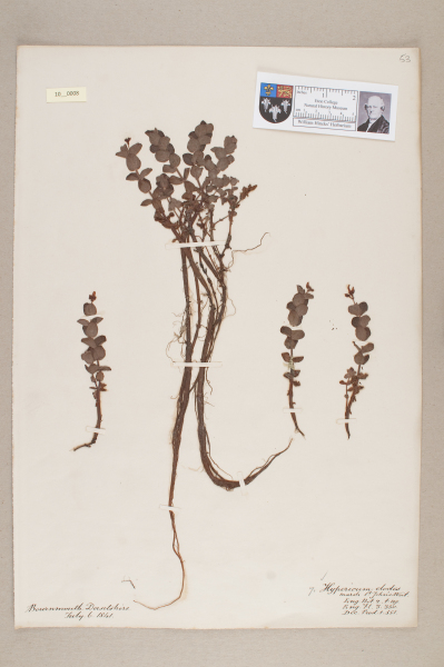 NHM_HH_10.8-2010 image NHM_HH_10.8-2010