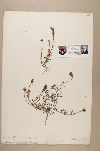 NHM_HH_25.23-2010 image NHM_HH_25.23-2010