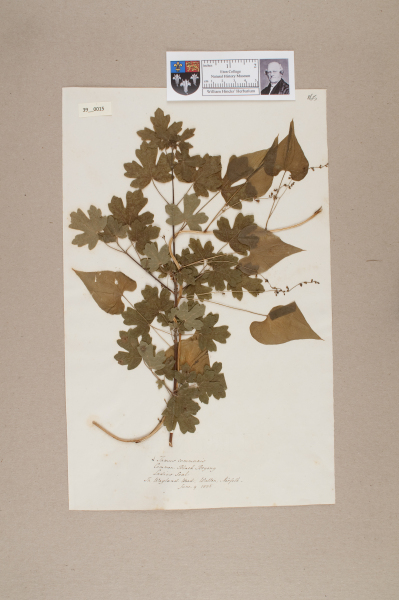 NHM_HH_39.15-2010 image NHM_HH_39.15-2010