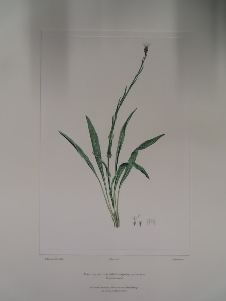 image FDA-E.2916_33_16-2016