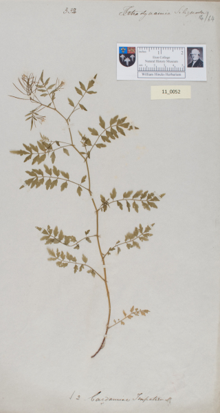 NHM_HH_11.52-2010 image NHM_HH_11.52-2010