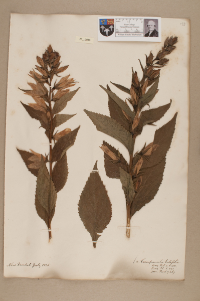 NHM_HH_26.16-2010 image NHM_HH_26.16-2010