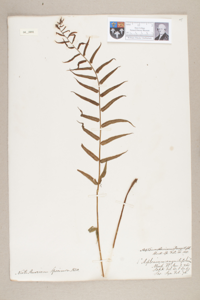 NHM_HH_4.91-2010 image NHM_HH_4.91-2010