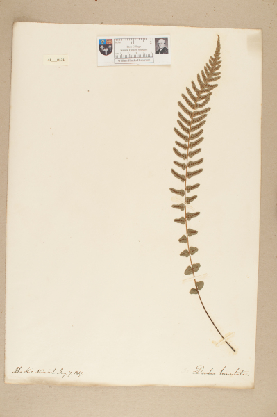 NHM_HH_41.131-2010 image NHM_HH_41.131-2010