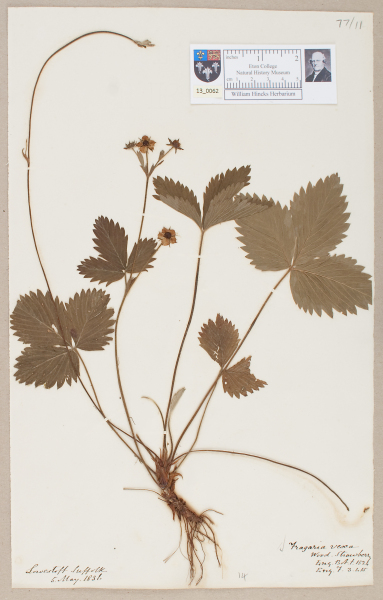 NHM_HH_13.62-2010 image NHM_HH_13.62-2010