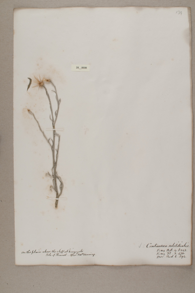 image NHM_HH_28.8-2010