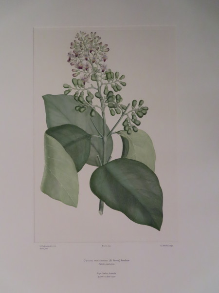 image FDA-E.2916_12_9-2016-A