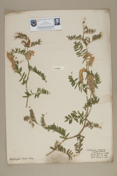 NHM_HH_15.40-2010 image NHM_HH_15.40-2010