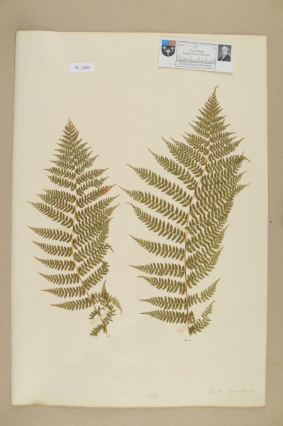 image NHM_HH_42.156-2010