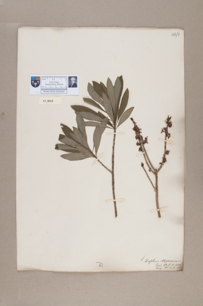 NHM_HH_17.13-2010 image NHM_HH_17.13-2010