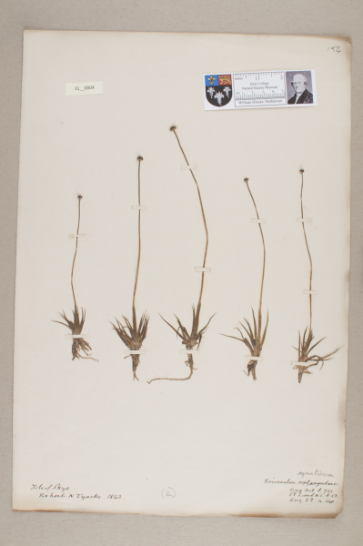 NHM_HH_31.4-2010 image NHM_HH_31.4-2010