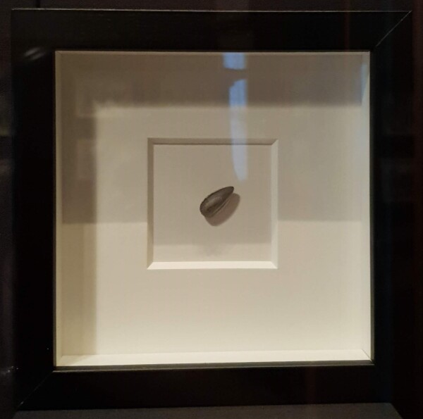 FDA-Sc.229_1-2024-A image FDA-Sc.229_1-2024-A