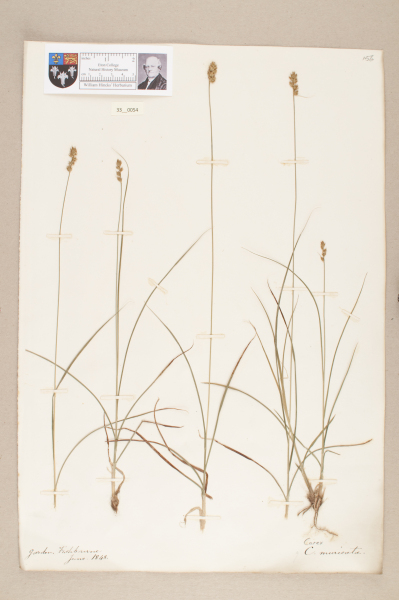 NHM_HH_33.54-2010 image NHM_HH_33.54-2010