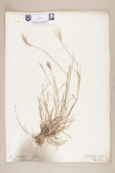 NHM_HH_45.3-2010 image NHM_HH_45.3-2010