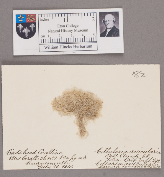 NHM_HH_1.182-2010 image NHM_HH_1.182-2010