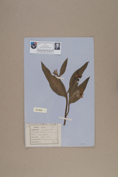 NHM_HH_20.38-2010 image NHM_HH_20.38-2010