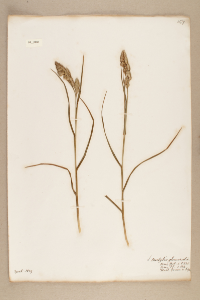 NHM_HH_34.60-2010 image NHM_HH_34.60-2010