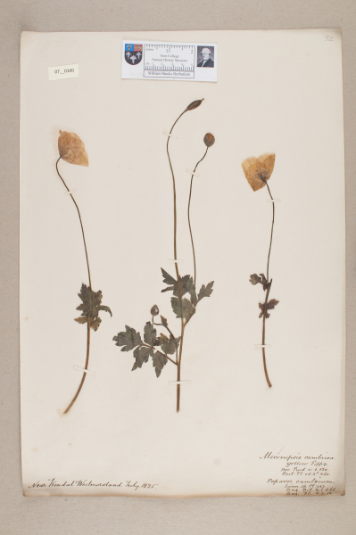 NHM_HH_7.100-2010 image NHM_HH_7.100-2010