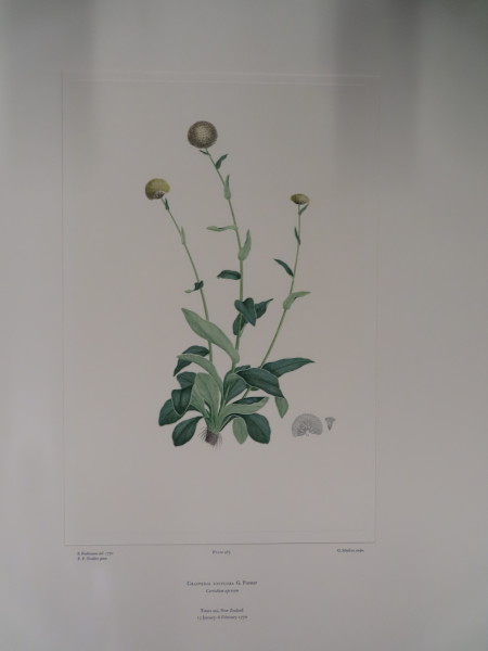 FDA-E.2916_23_19-2016-A image FDA-E.2916_23_19-2016-A