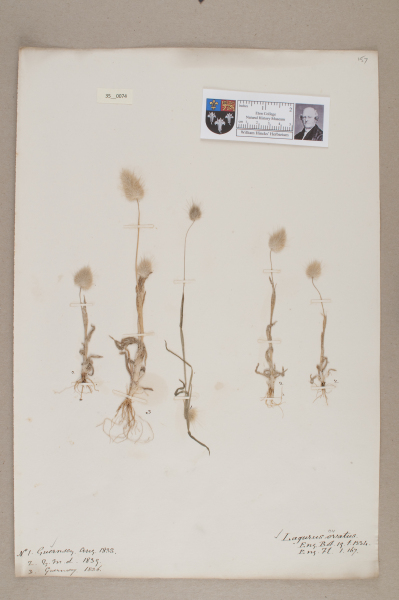 NHM_HH_35.74-2010 image NHM_HH_35.74-2010