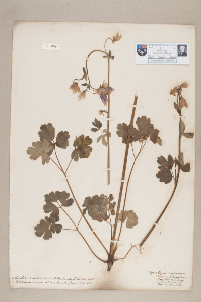 NHM_HH_7.79-2010 image NHM_HH_7.79-2010