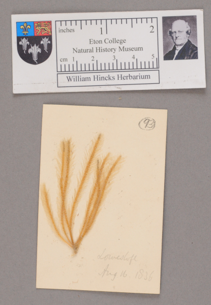 NHM_HH_1.93-2010 image NHM_HH_1.93-2010