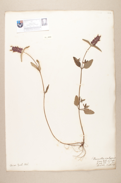 NHM_HH_23.59-2010 image NHM_HH_23.59-2010