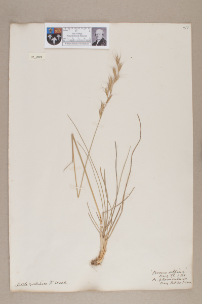 NHM_HH_37.29-2010 image NHM_HH_37.29-2010