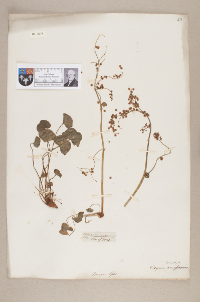 NHM_HH_8.79-2010 image NHM_HH_8.79-2010