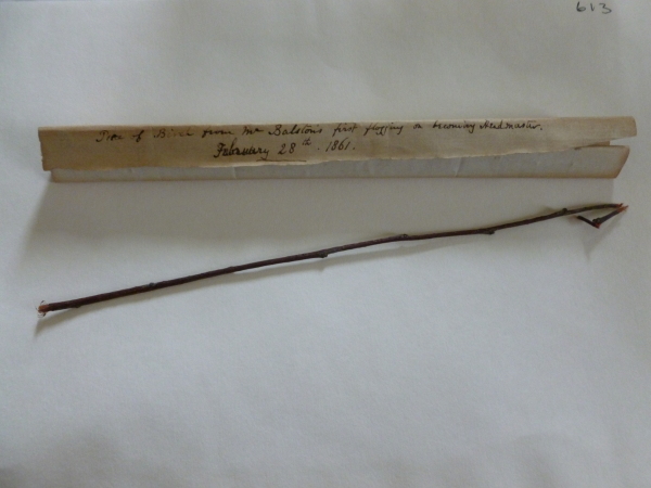 MEL.613-2010 image MEL.613-2010