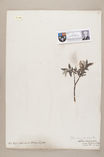 NHM_HH_10.89-2010 image NHM_HH_10.89-2010