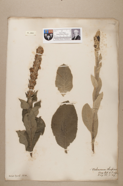 NHM_HH_25.32-2010 image NHM_HH_25.32-2010