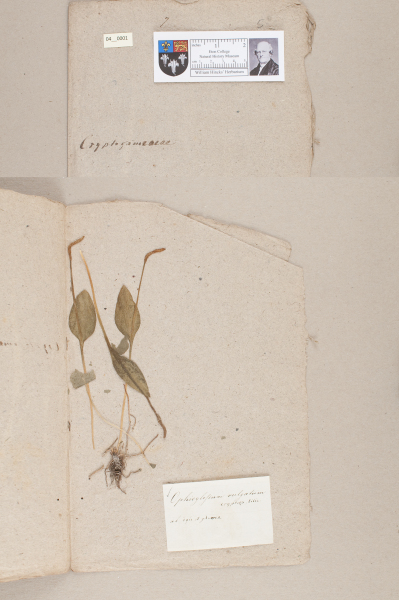 NHM_HH_4.1-2010 image NHM_HH_4.1-2010