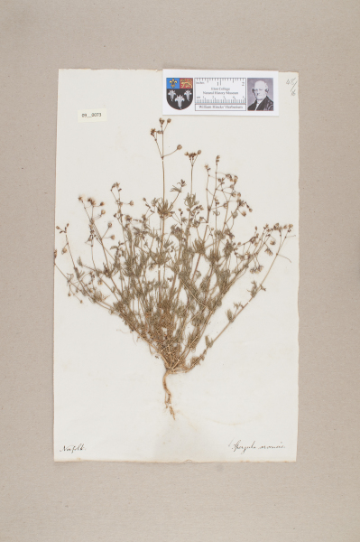 NHM_HH_9.73-2010 image NHM_HH_9.73-2010