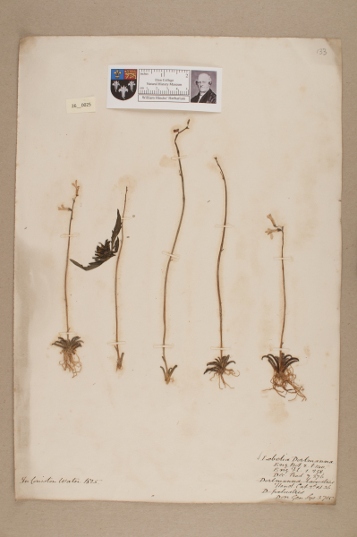 NHM_HH_26.25-2010 image NHM_HH_26.25-2010