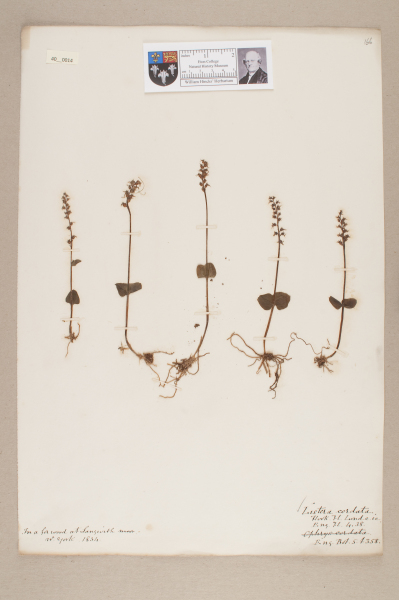 NHM_HH_40.14-2010 image NHM_HH_40.14-2010