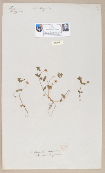 NHM_HH_12.62-2010 image NHM_HH_12.62-2010