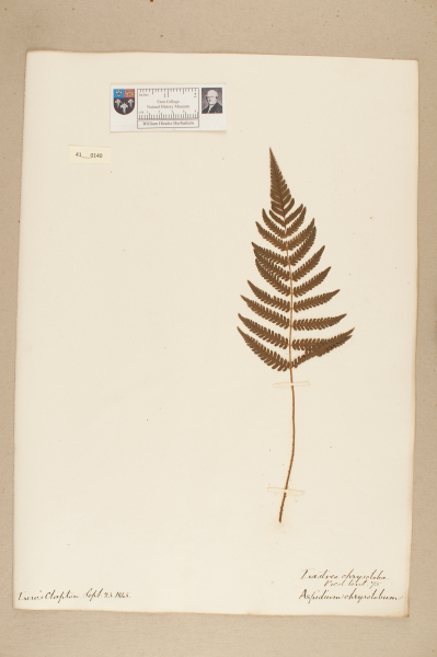 image NHM_HH_41.140-2010