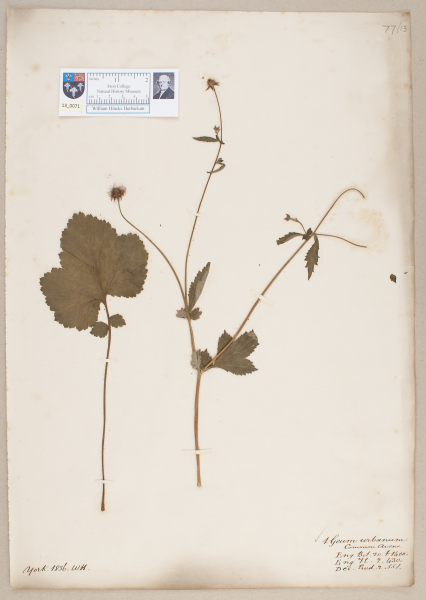 NHM_HH_13.71-2010 image NHM_HH_13.71-2010