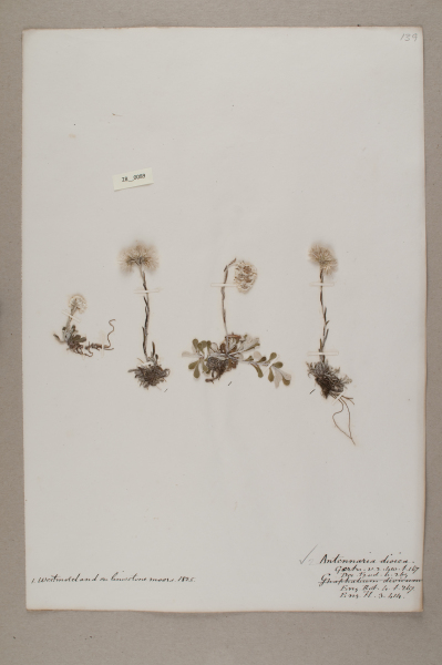 NHM_HH_28.89-2010 image NHM_HH_28.89-2010