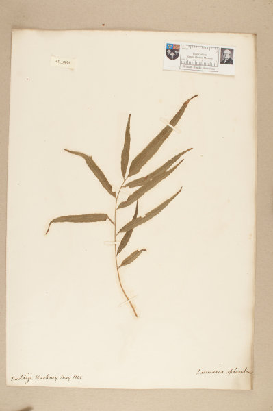 NHM_HH_41.75-2010 image NHM_HH_41.75-2010