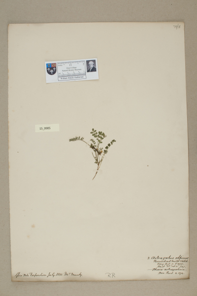 NHM_HH_15.5-2010 image NHM_HH_15.5-2010