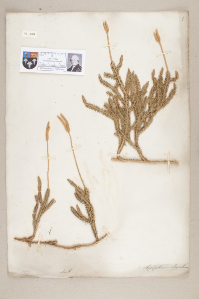 NHM_HH_3.4-2010 image NHM_HH_3.4-2010