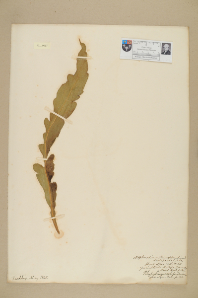 NHM_HH_42.17-2010 image NHM_HH_42.17-2010