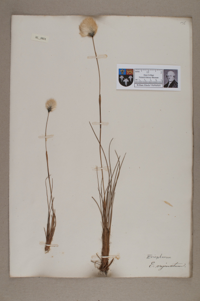 NHM_HH_32.11-2010 image NHM_HH_32.11-2010