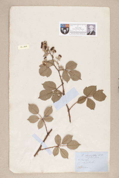 NHM_HH_43.19-2010 image NHM_HH_43.19-2010