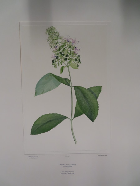 FDA-E.2916_18_9-2016 image FDA-E.2916_18_9-2016