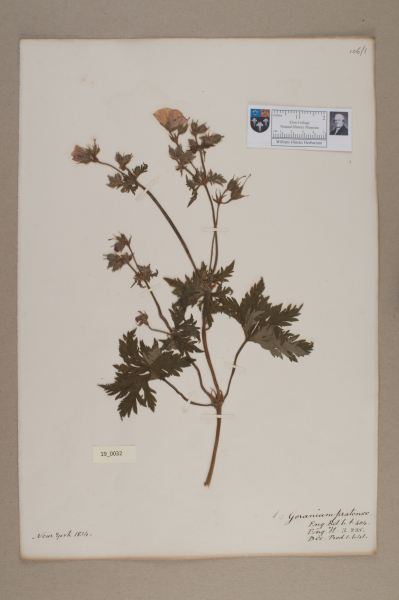 NHM_HH_19.32-2010 image NHM_HH_19.32-2010