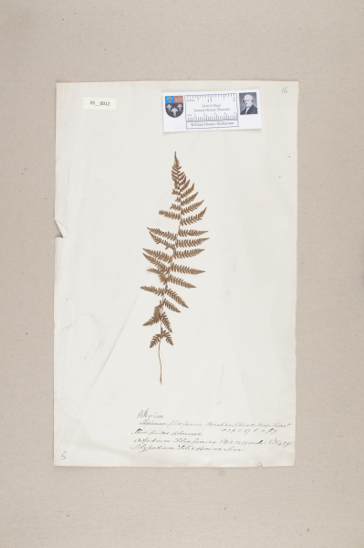 NHM_HH_5.12-2010 image NHM_HH_5.12-2010