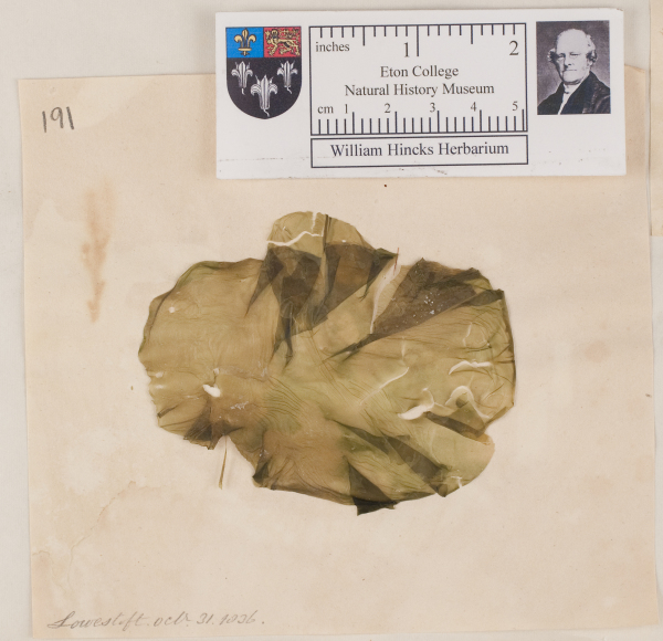 NHM_HH_1.191-2010 image NHM_HH_1.191-2010